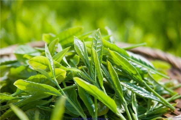 
Tinh chất trà xanh có tác dụng kháng khuẩn đánh bay mùi và tránh viêm nhiễm nấm ngứa.